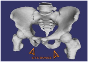 Sitzbones